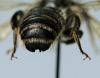 Megachile ericetorum